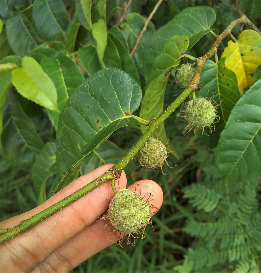 Dinde Mora - Vista principal